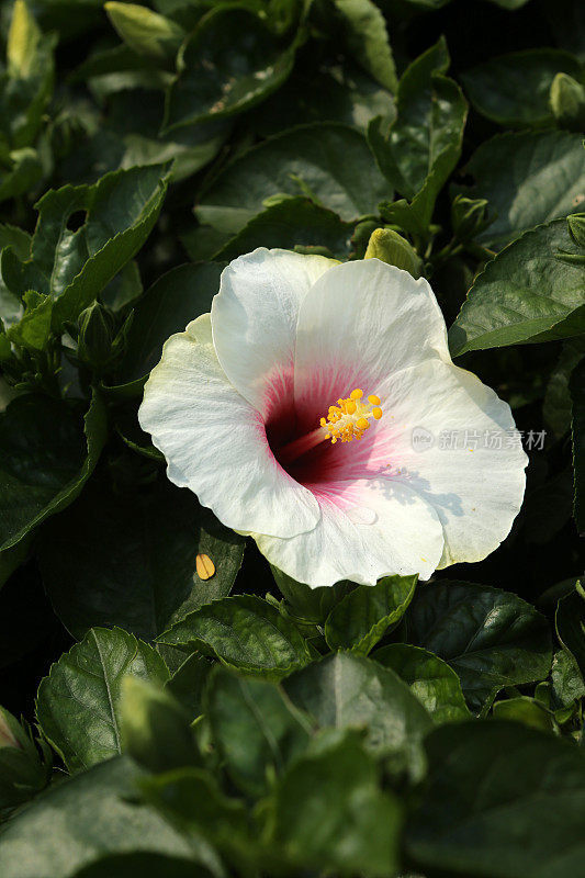 木槿(Hibiscus Rosa-Sinensis / Chinese Hibiscus